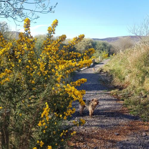 Annascaul River Walk