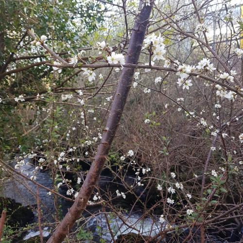 Annascaul River Walk