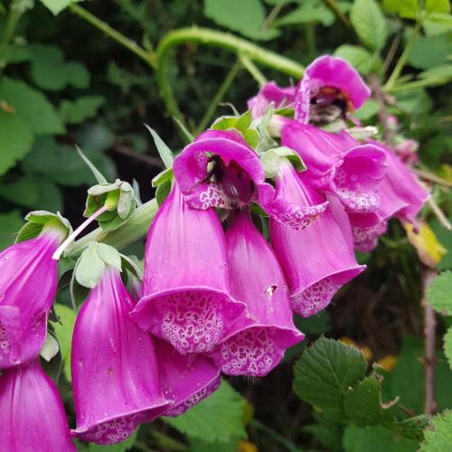 Foxglove