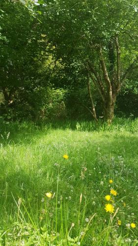 Native trees and flowers