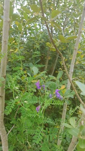 Riverside flowers(1)