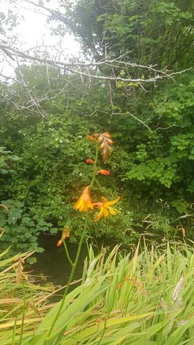 Riverside flowers(2)